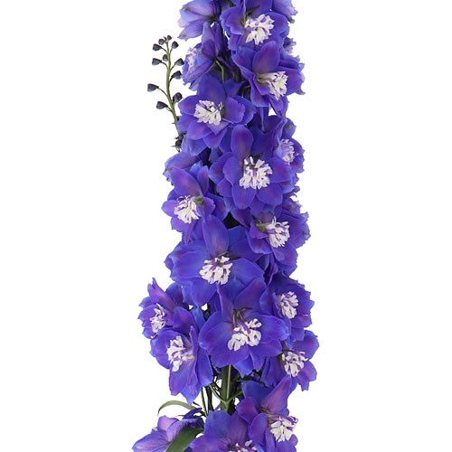 DELPHINIUM DEWI BLUE STAR