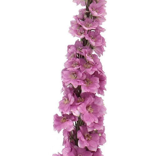 DELPHINIUM DEWI FAME