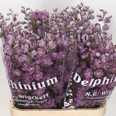 DELPHINIUM DEWI FAME