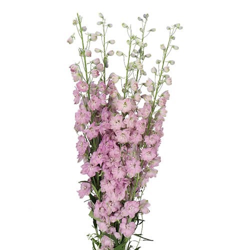 DELPHINIUM DEWI HERCULES