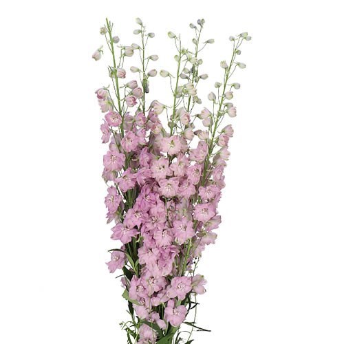 DELPHINIUM DEWI HERCULES