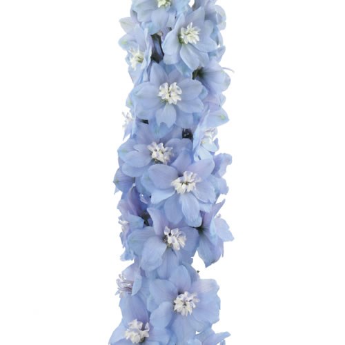 DELPHINIUM DEWI ICE BLUE