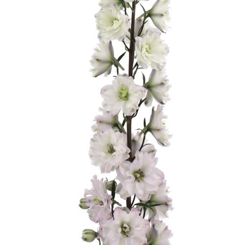 DELPHINIUM DEWI LILAC GREEN