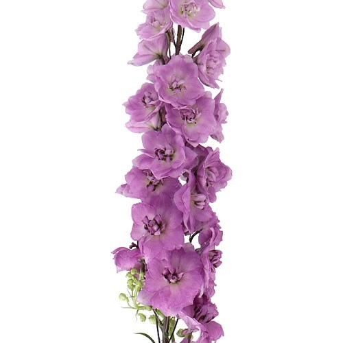 DELPHINIUM DEWI MARIA ROSA