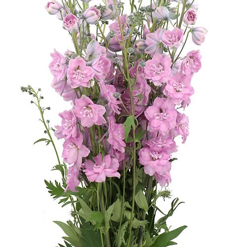 DELPHINIUM DEWI MELODY