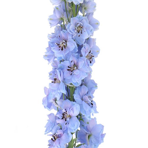 DELPHINIUM DEWI MORNING BLUE