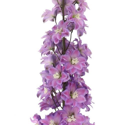 DELPHINIUM DEWI PINK FLOYD