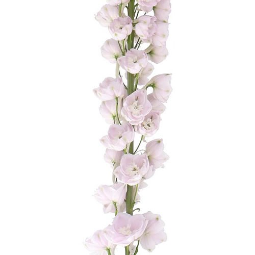 DELPHINIUM DEWI PINK SPIJKER