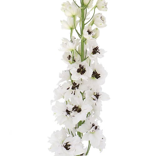 DELPHINIUM DEWI ROCKET