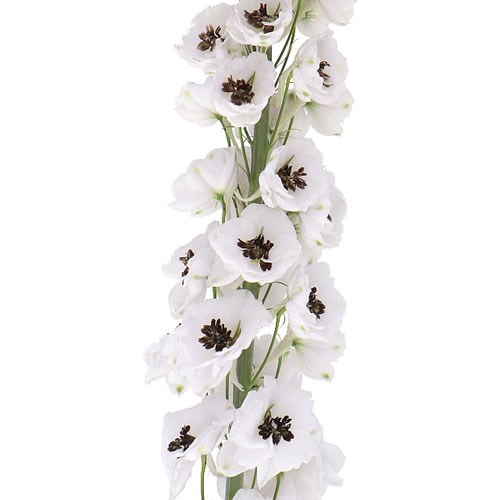 DELPHINIUM DEWI SPIJKER