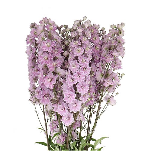 DELPHINIUM DEWI VIOLET SMILE