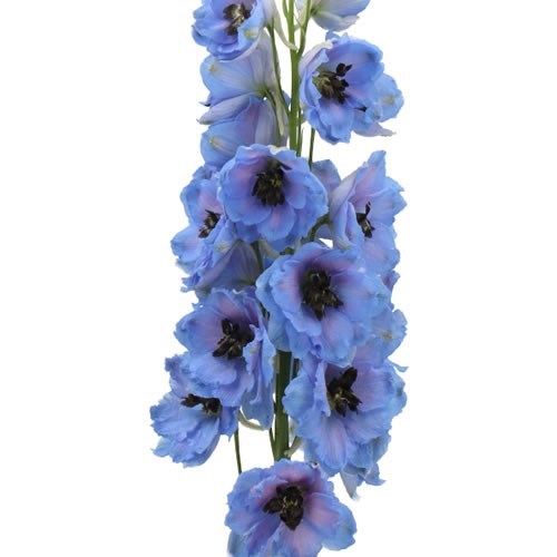 DELPHINIUM DOUBLE DEWI BLUE SMILE