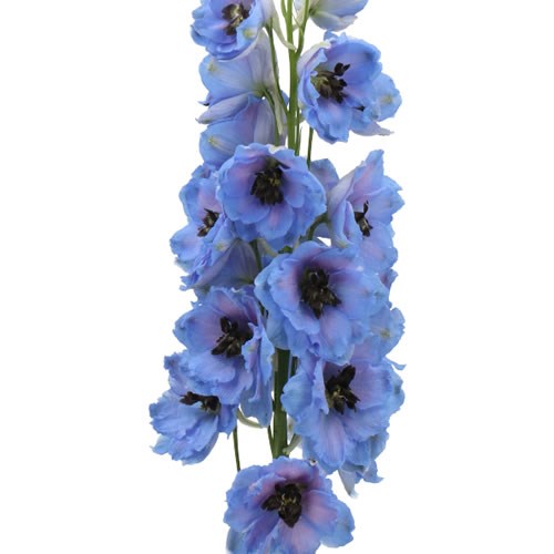 DELPHINIUM DOUBLE DEWI BLUE SMILE