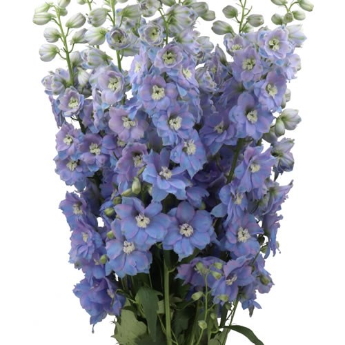 DELPHINIUM DOUBLE DEWI LAVENDEL SMILE