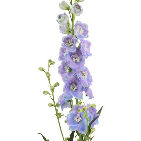 DELPHINIUM DOUBLE DEWI ZOFIA