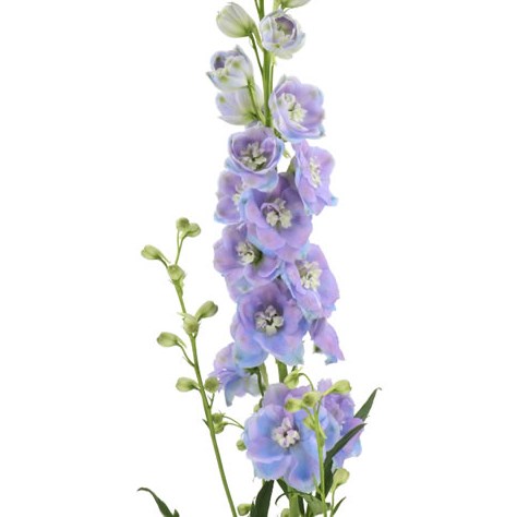 DELPHINIUM DOUBLE DEWI ZOFIA