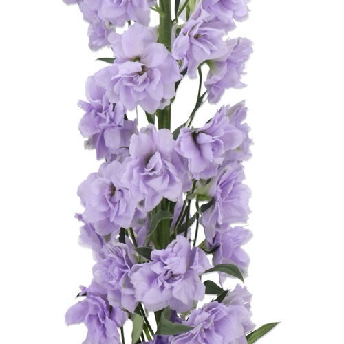 DELPHINIUM DOUBLE LAVENDER LOVE