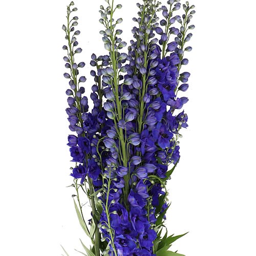 DELPHINIUM BLUE HOLLANDS GLORY