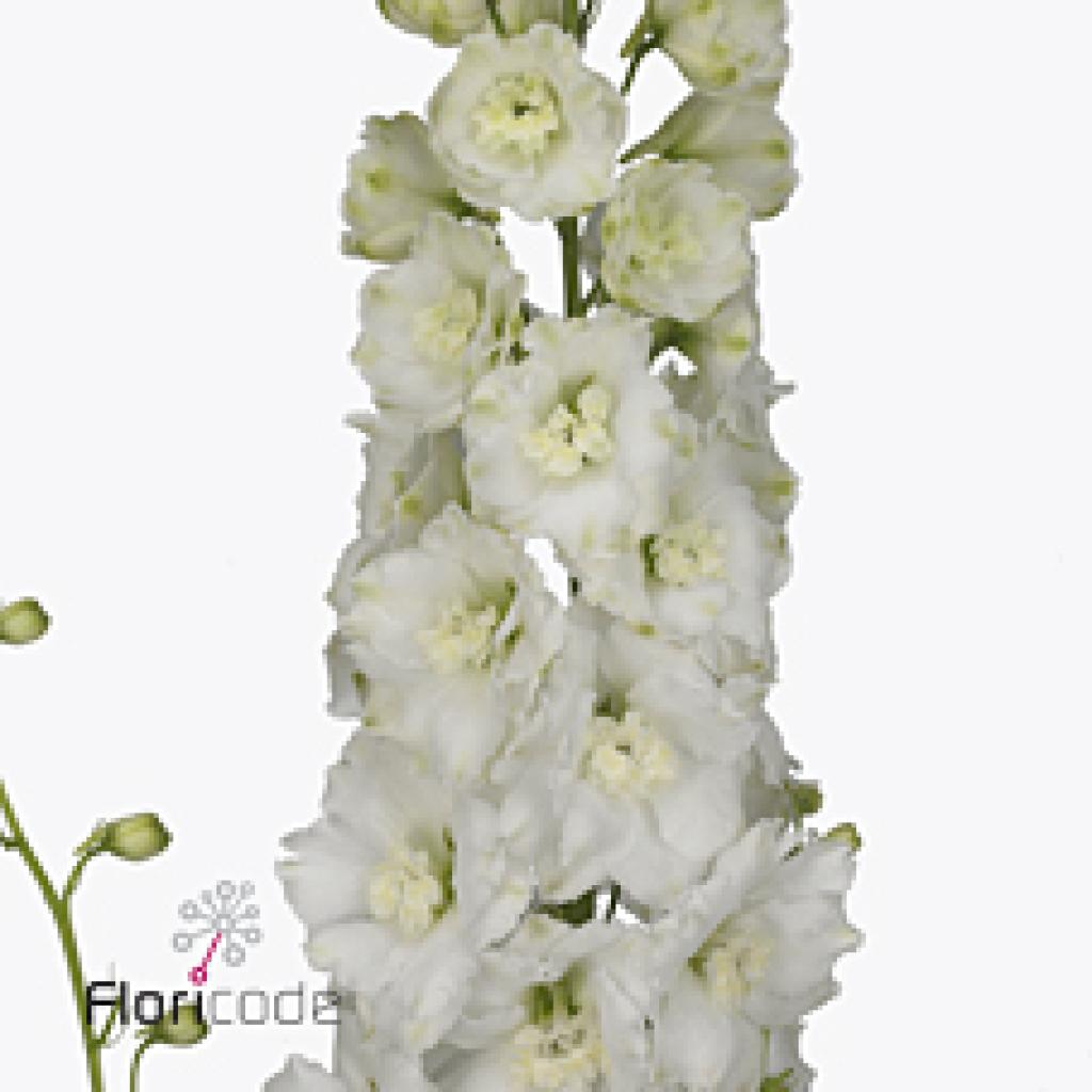 DELPHINIUM DEWI SIBERIA
