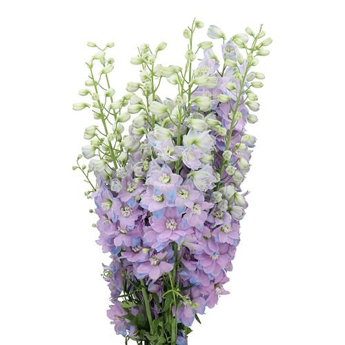 DELPHINIUM ELATUM LAVENDER