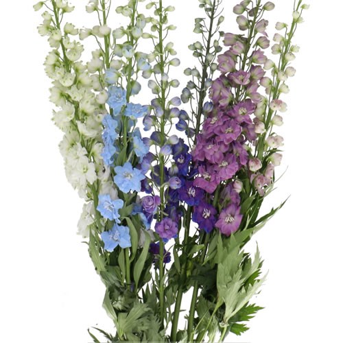 DELPHINIUM ELATUM MIX (COLS MAY VARY TO IMAGE)