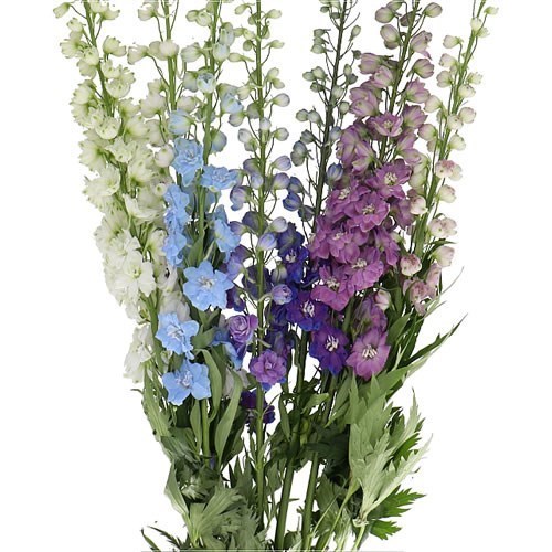 DELPHINIUM ELATUM MIX (COLS MAY VARY TO IMAGE)