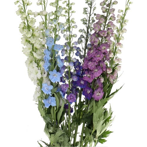 DELPHINIUM ELATUM MIX (COLS MAY VARY TO IMAGE)