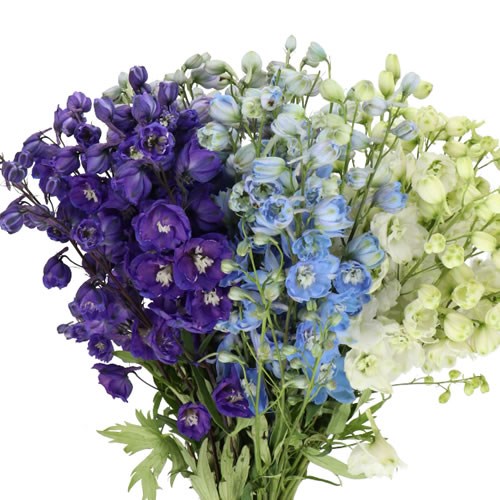DELPHINIUM ELATUM MIX (COLS MAY VARY TO IMAGE)