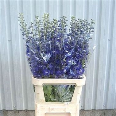 DELPHINIUM ELM FREUDE