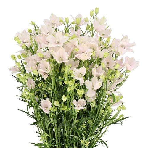 DELPHINIUM ENERGY PINK