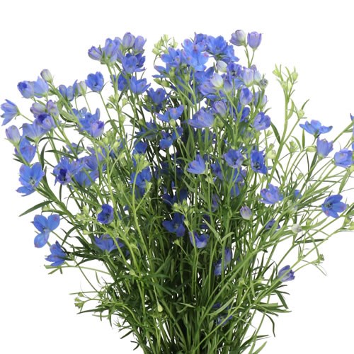 DELPHINIUM FASHION BLUE
