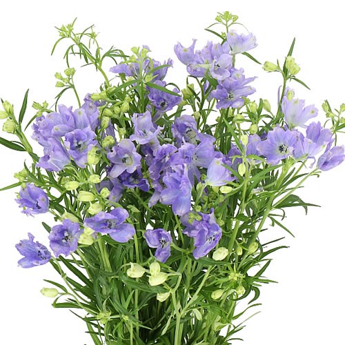 Delphinium | Wholesale Flowers UK | Wedding Flowers | Triangle Nursery