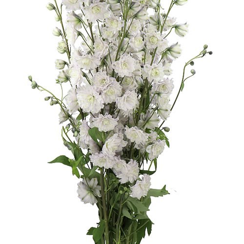 DELPHINIUM HIGHLANDER CHA CHA