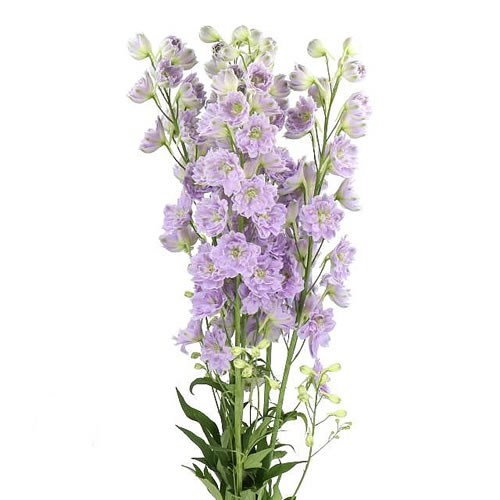 DELPHINIUM KISSI BLUSH LILAC