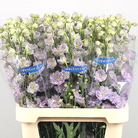 DELPHINIUM KISSI BLUSH LILAC