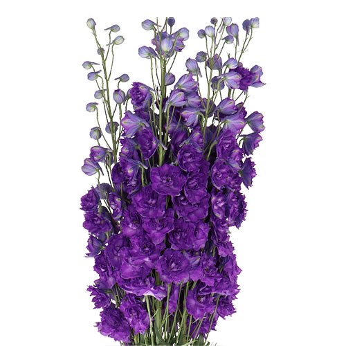 DELPHINIUM KISSI DARK PURPLE