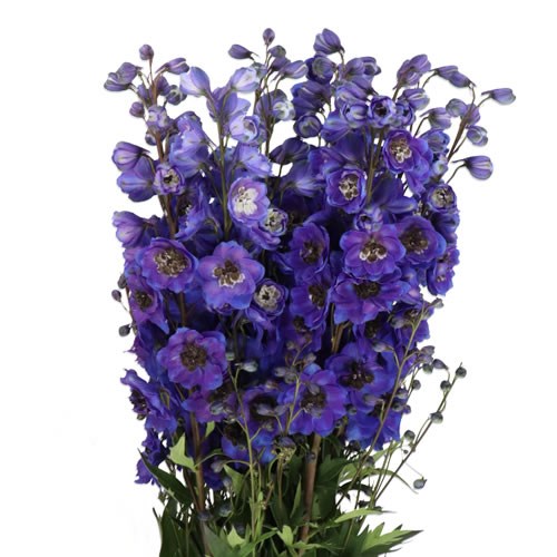 DELPHINIUM KISSI FLASH BLUE