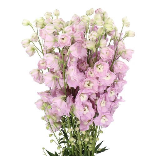 DELPHINIUM KISSI LOVELY PINK