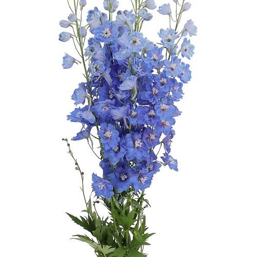 DELPHINIUM KISSI OCEAN BLUE