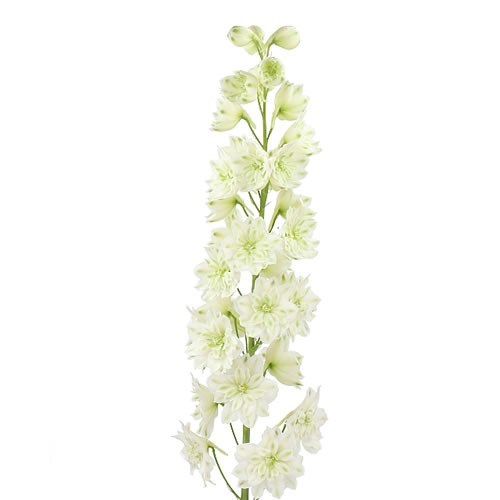 DELPHINIUM KISSI WHITE KERMIT