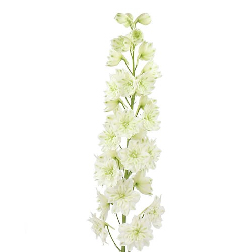 DELPHINIUM KISSI WHITE KERMIT