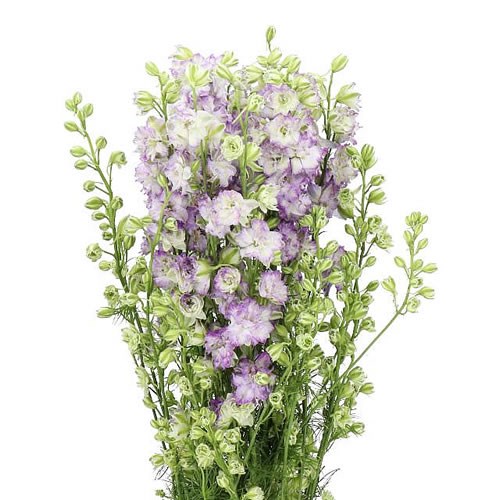 DELPHINIUM LARKSPUR AJA. DELQIS