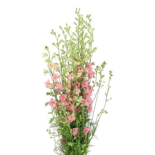 DELPHINIUM LARKSPUR AJA. LIGHT PINK