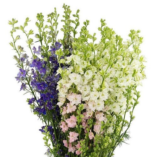 DELPHINIUM LARKSPUR AJA. MIX