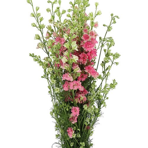 DELPHINIUM LARKSPUR AJA. QIS ROSE