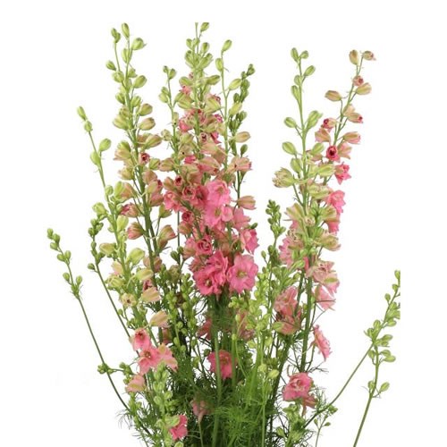 DELPHINIUM LARKSPUR AJA. ROZE