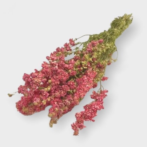 Delphinium Larkspur Pink (Dried)