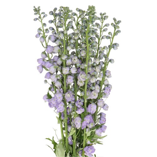 DELPHINIUM MAGIC FOUNTAINS LAVENDER