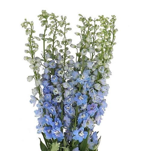 DELPHINIUM MAGICAL FOUNTAIN SKYBLUE WHITEBEE