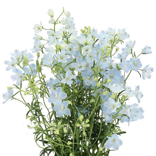 DELPHINIUM MORPHO CHIFFON BLUE